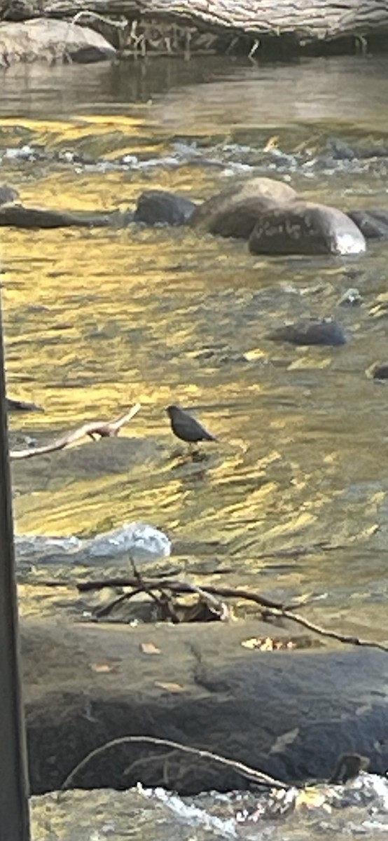 skorec šedý - ML642555698