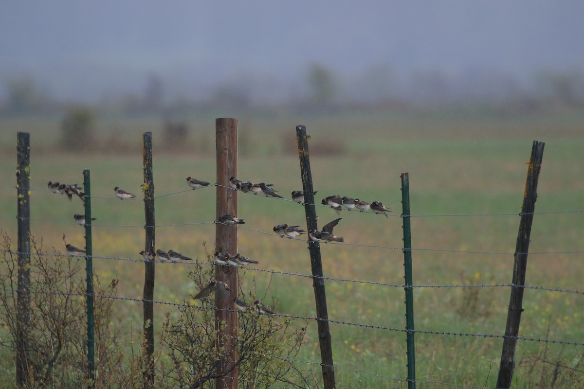 Cliff Swallow - ML642555701