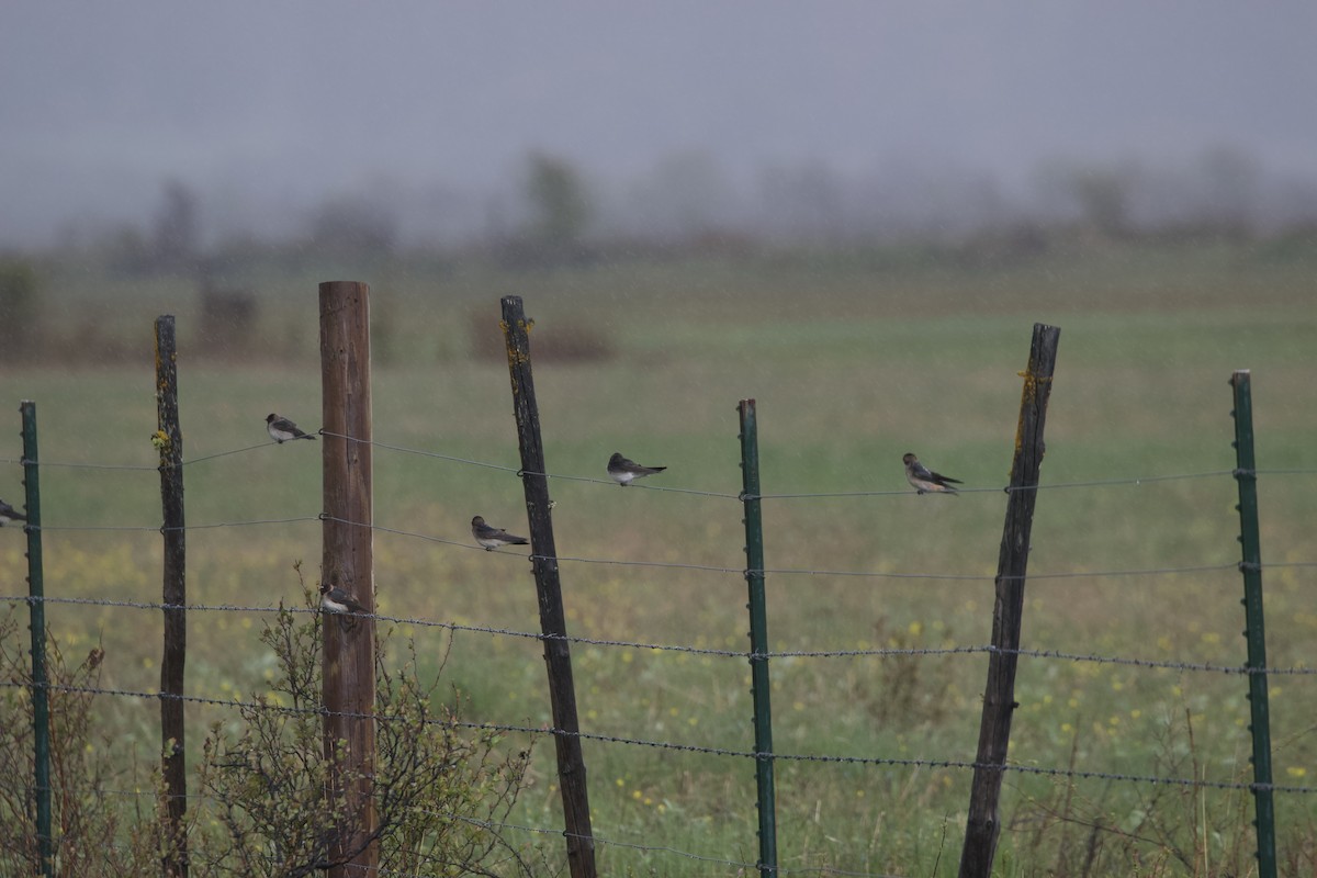 Cliff Swallow - ML642555738