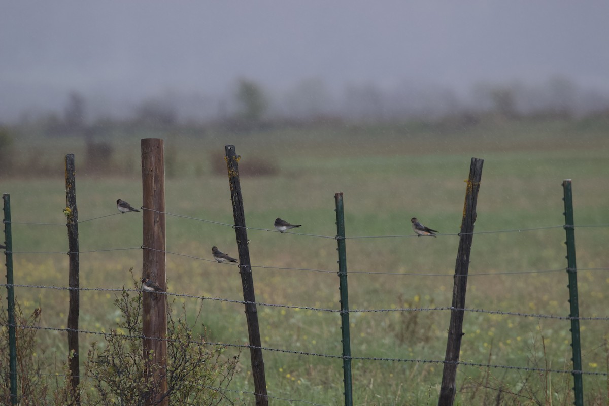 Cliff Swallow - ML642555739