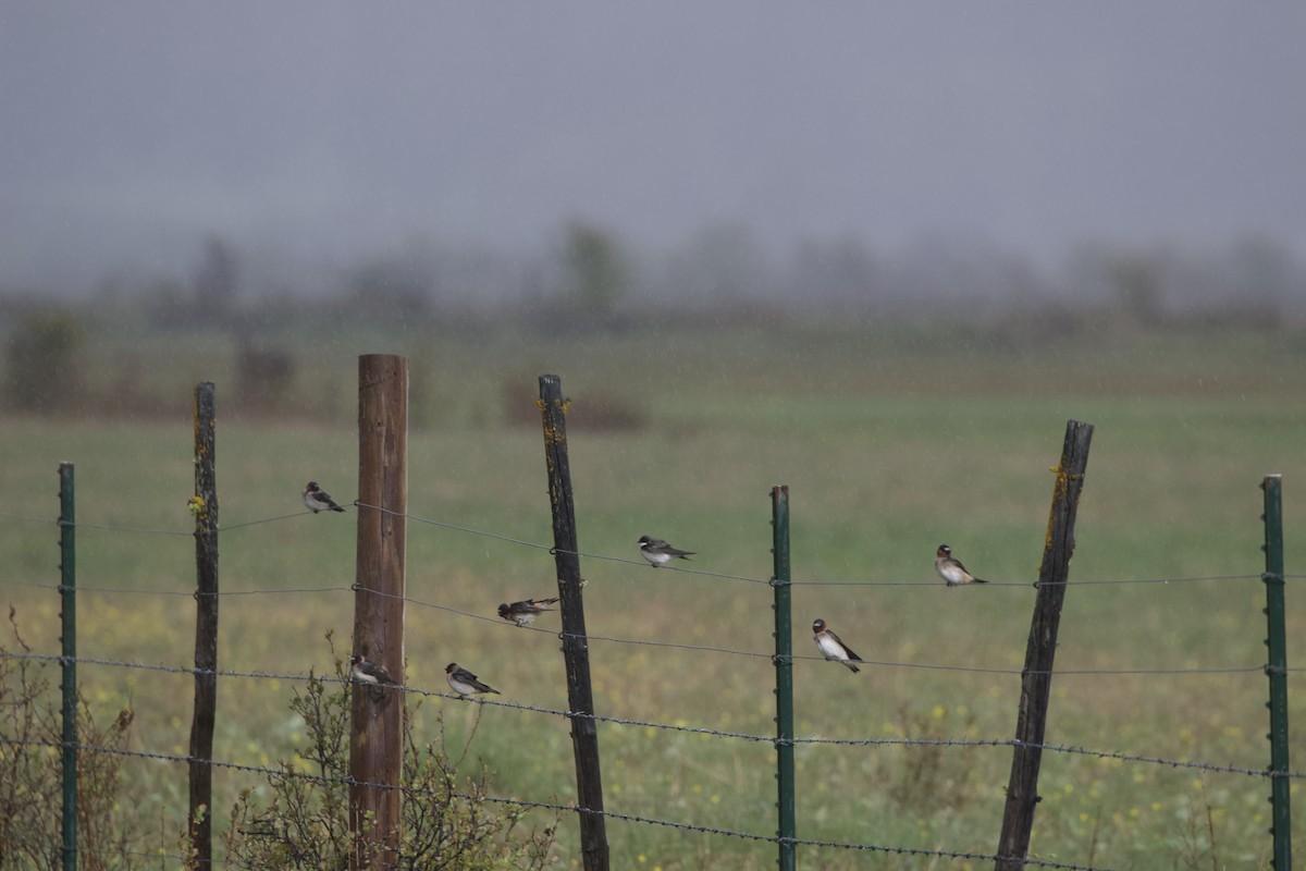 Cliff Swallow - ML642555741