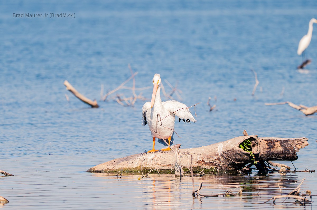 American White Pelican - ML642555853