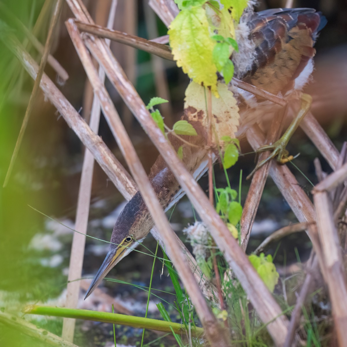 Least Bittern - ML642555854