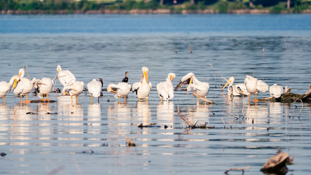 American White Pelican - ML642555863