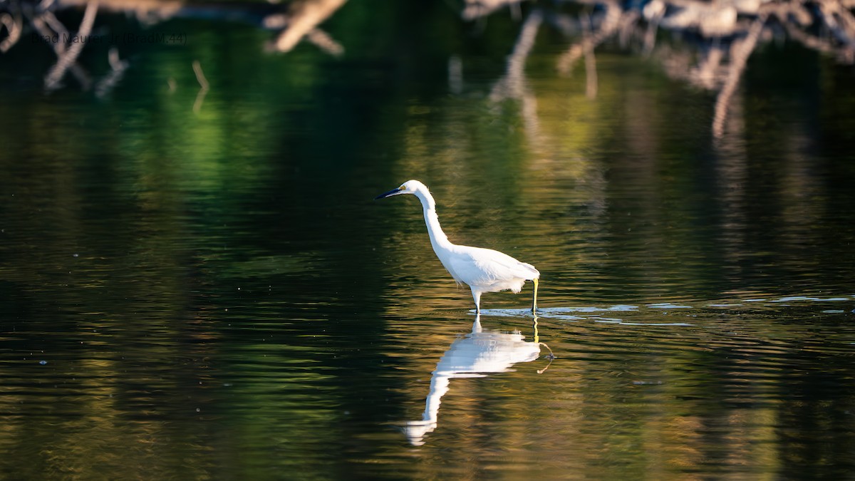 Snowy Egret - ML642555867