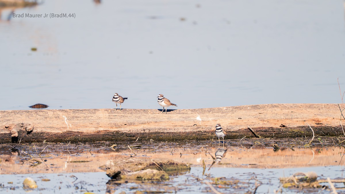 Killdeer - ML642555876