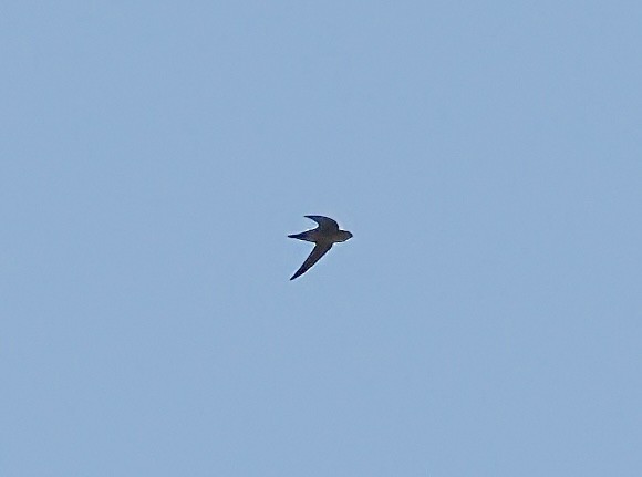 swift sp. - ML642555877