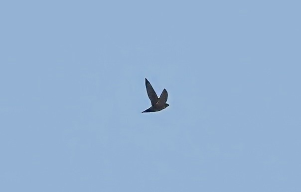 swift sp. - ML642555878