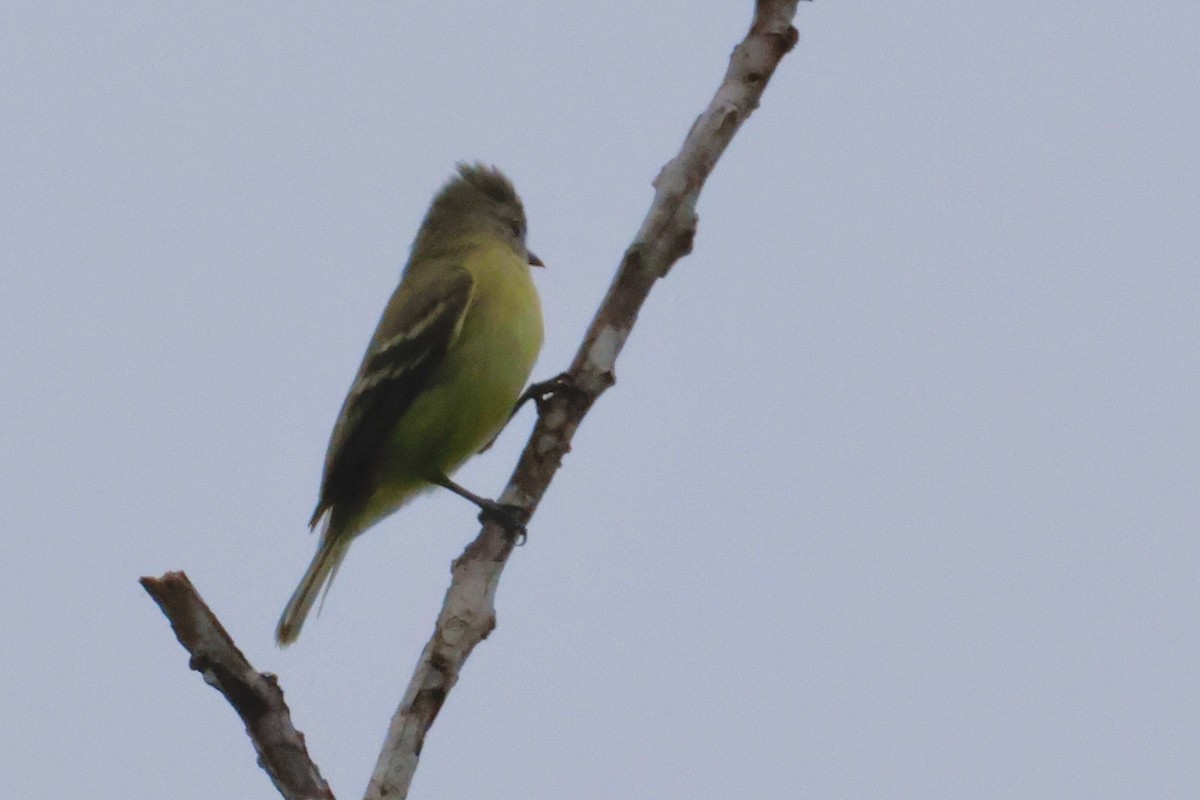 Southern Beardless-Tyrannulet - ML642555936