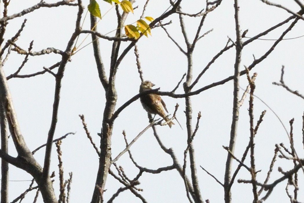 Purple Finch - ML642555954