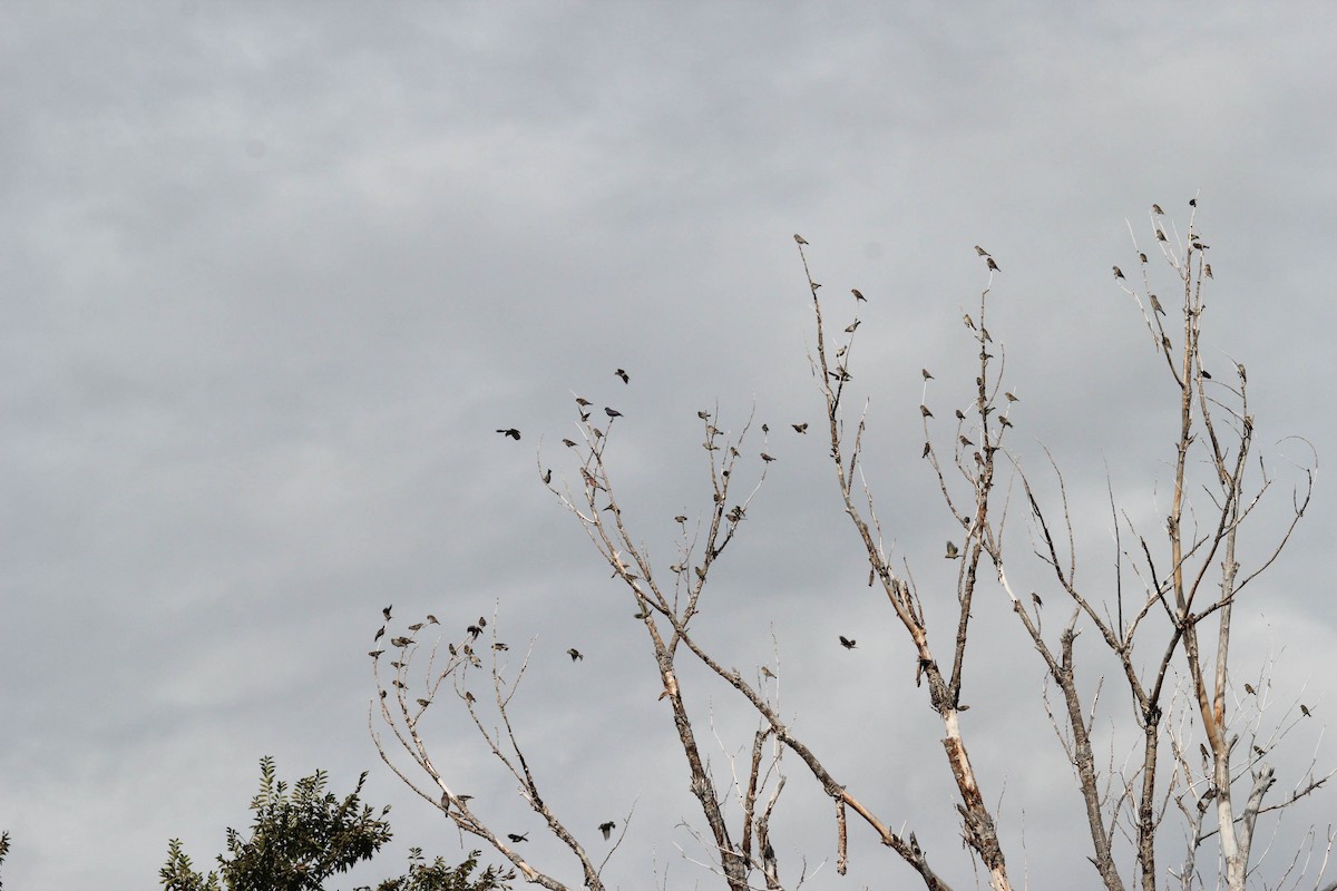 Pine Siskin - ML642555964