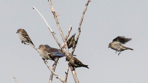 Pine Siskin - ML642555987