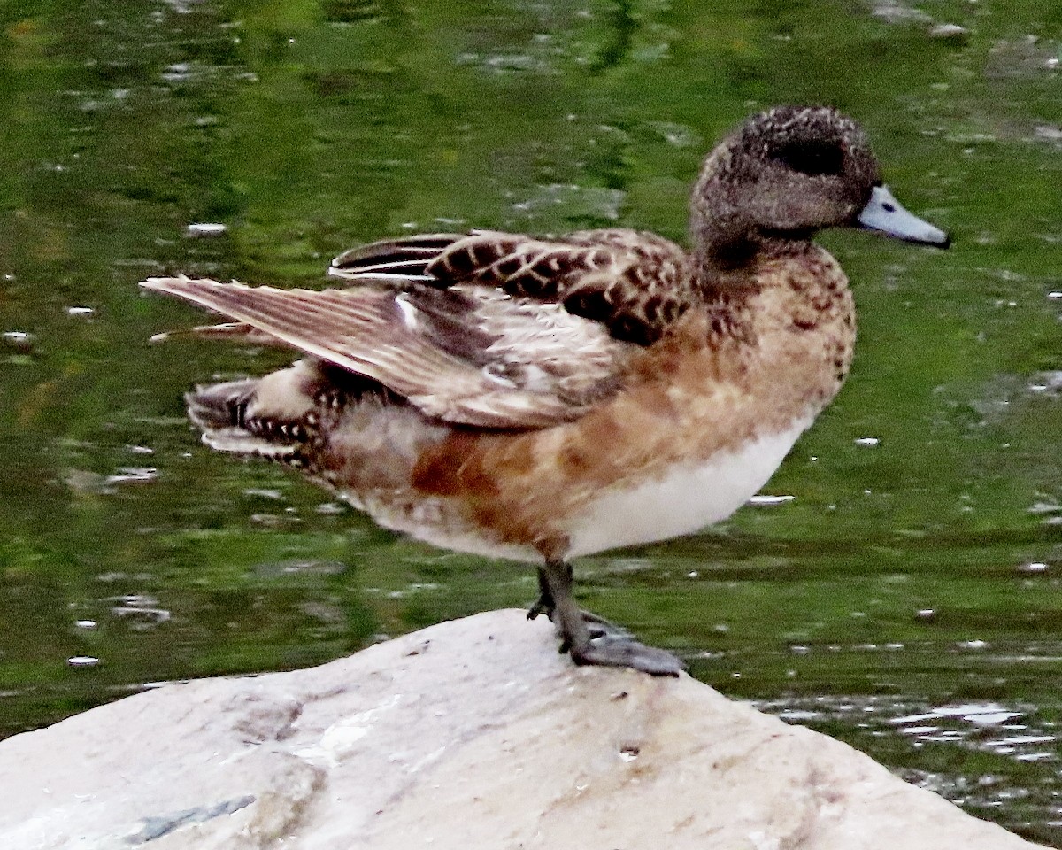 Canard d'Amérique - ML642555996