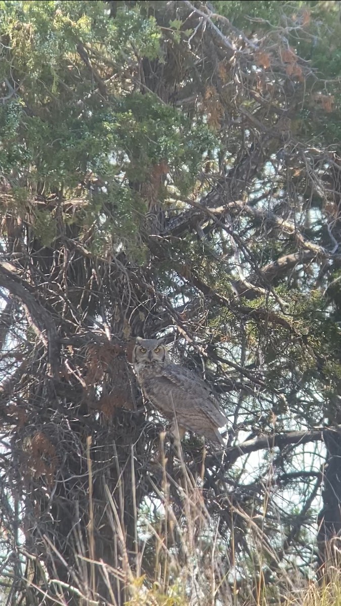 Amerika Puhusu - ML642555998