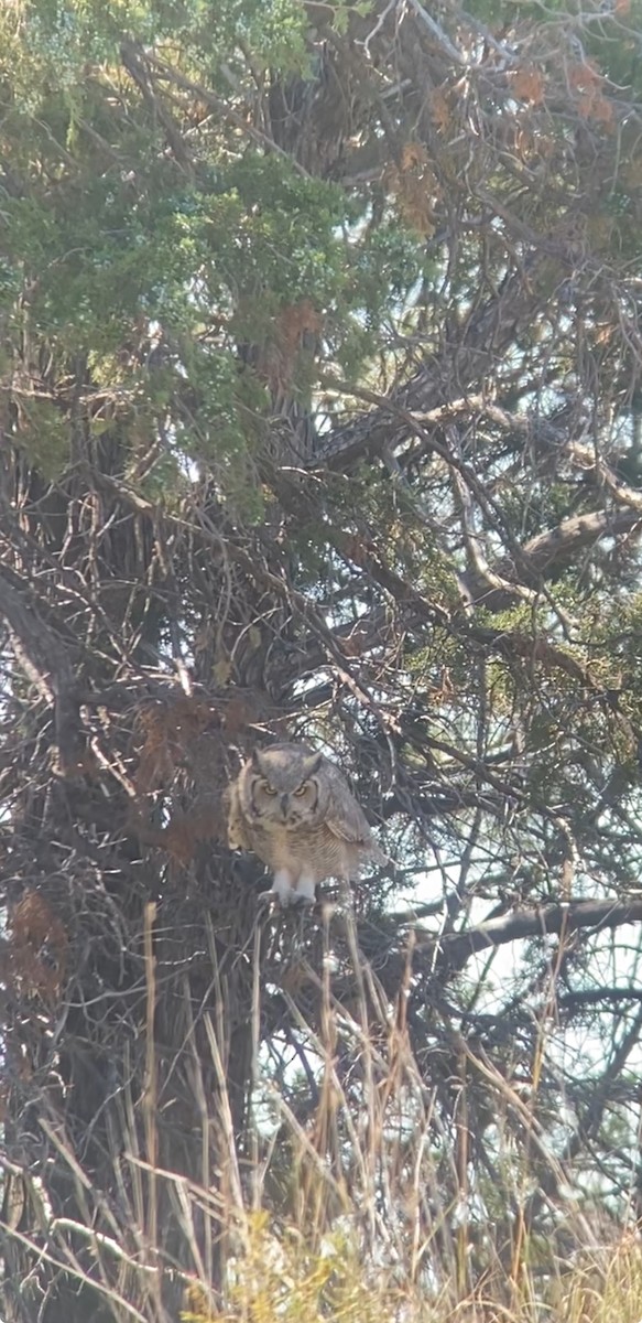 Amerika Puhusu - ML642556000