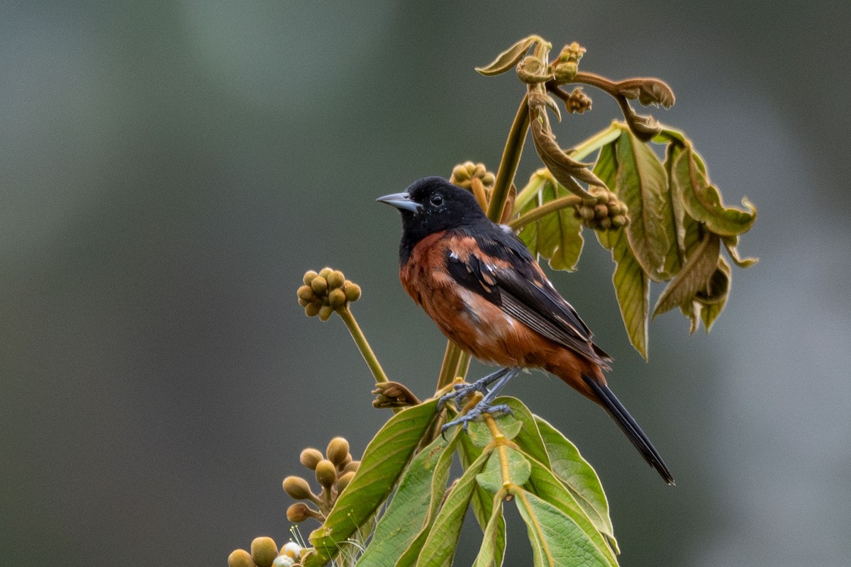 Orchard Oriole - ML642556017