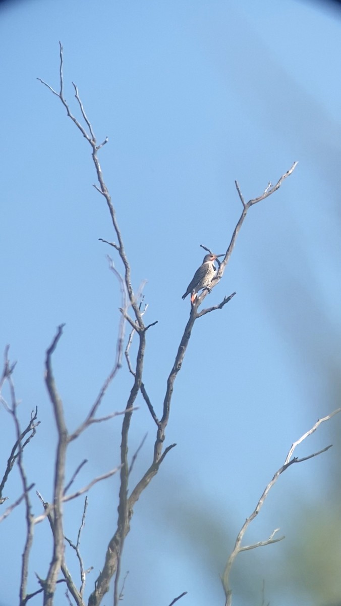 Altın Ağaçkakan - ML642556041