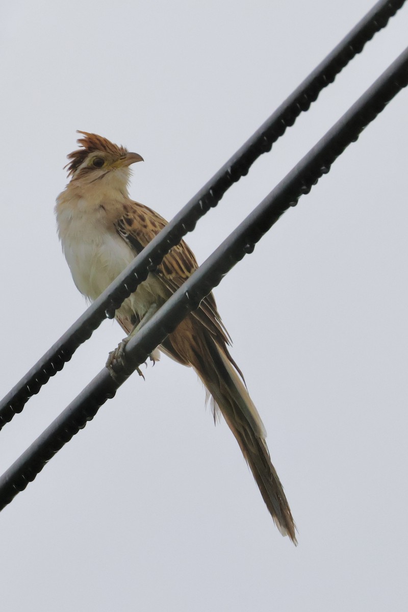 Striped Cuckoo - ML642556077