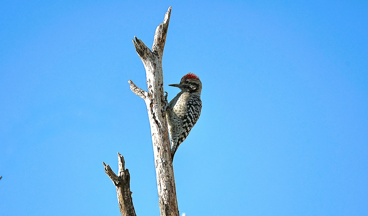 Ladder-backed Woodpecker - ML642556090