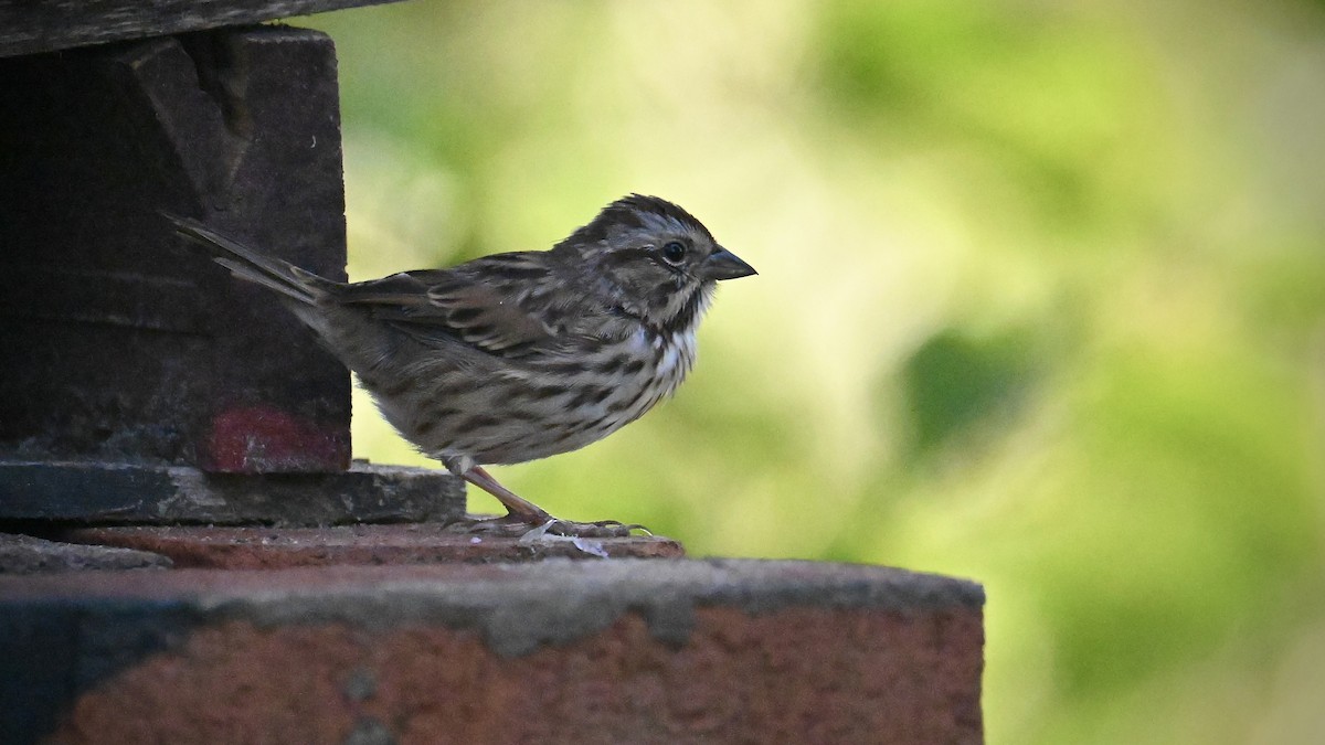 Song Sparrow - ML642556157