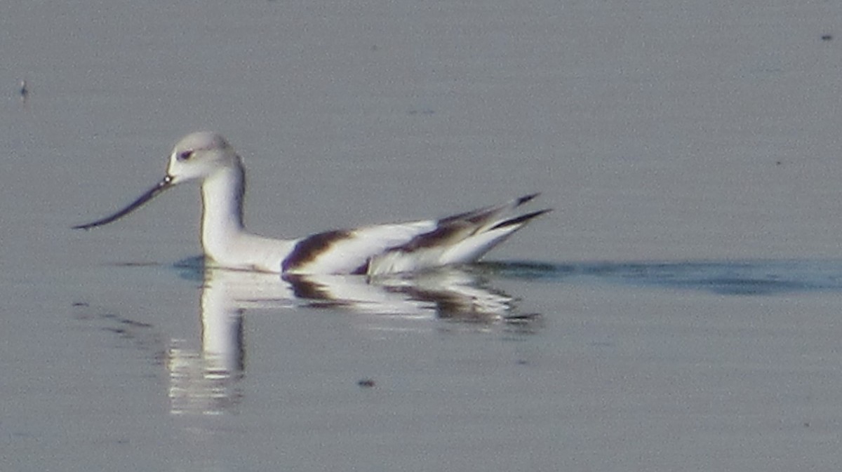 American Avocet - ML642556159