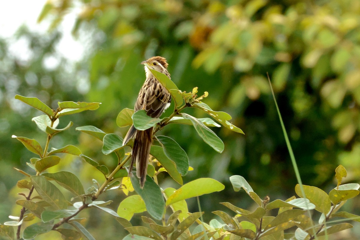 Striped Cuckoo - ML642556165