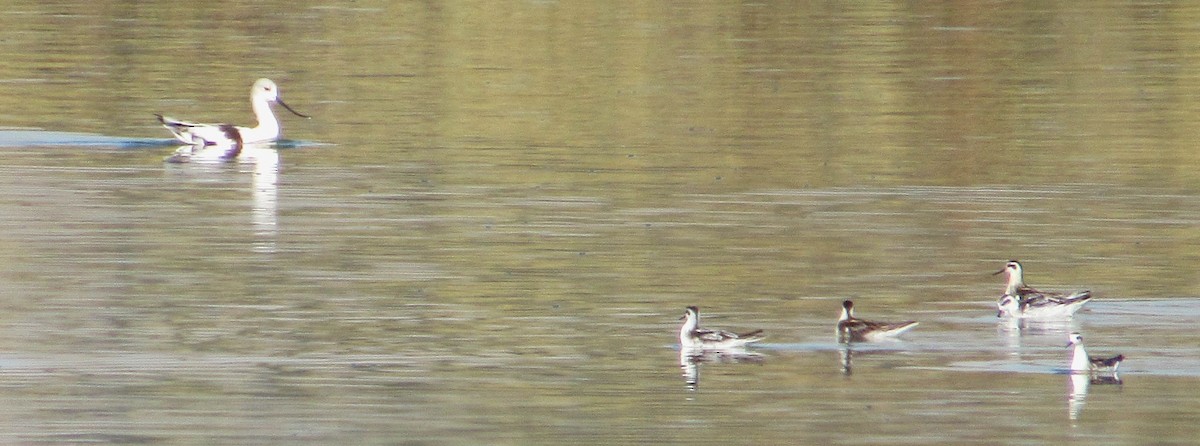 Red-necked Phalarope - ML642556166