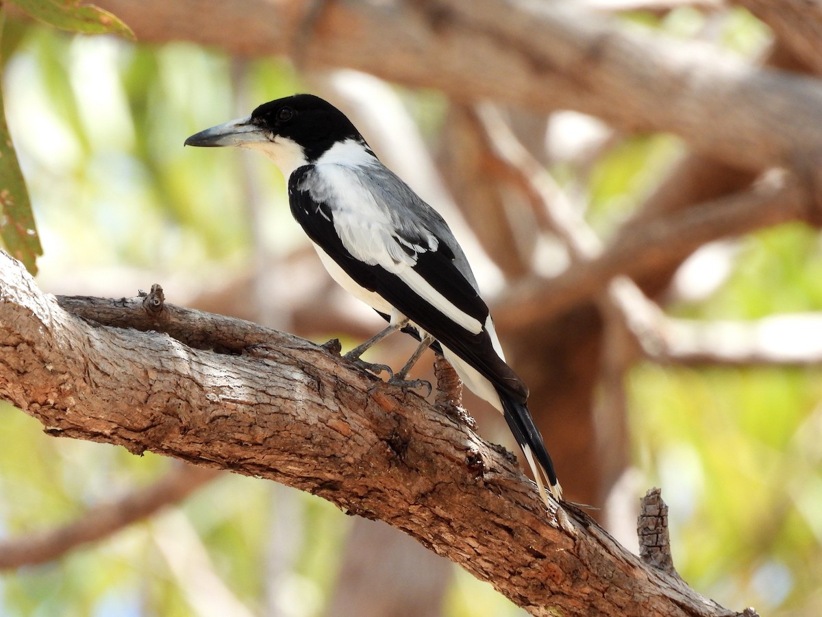Silver-backed Butcherbird - ML642556175