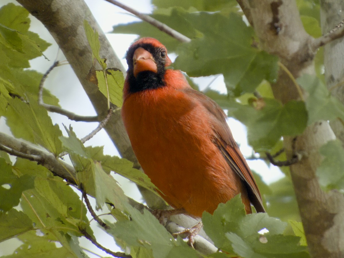Northern Cardinal - ML642556188