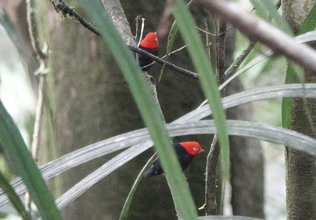 Red-capped Manakin - ML642556201