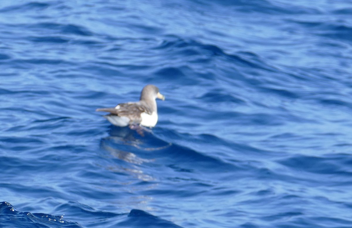 Cory's/Scopoli's Shearwater - ML642556254