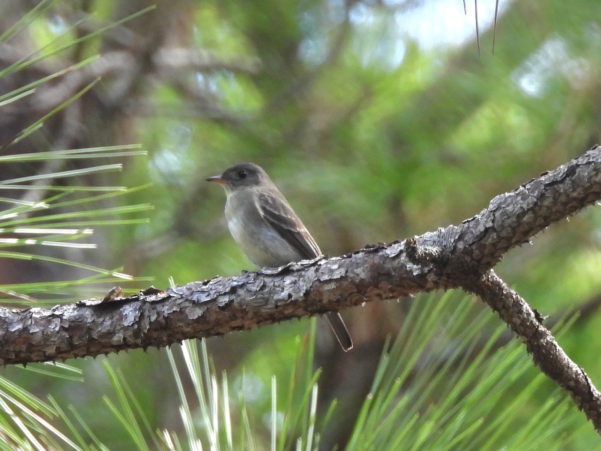 Eastern Wood-Pewee - ML642556258