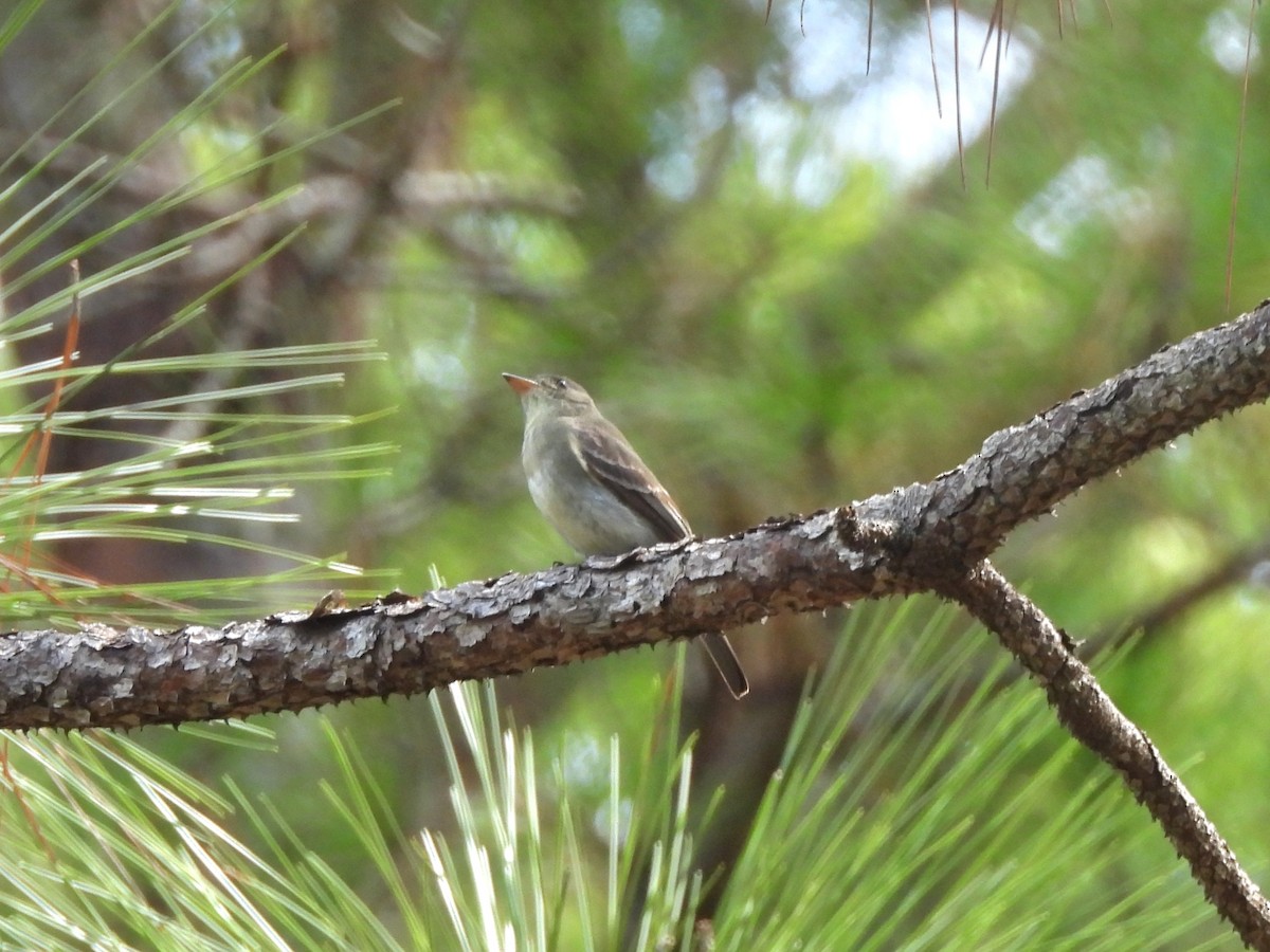 Eastern Wood-Pewee - ML642556259