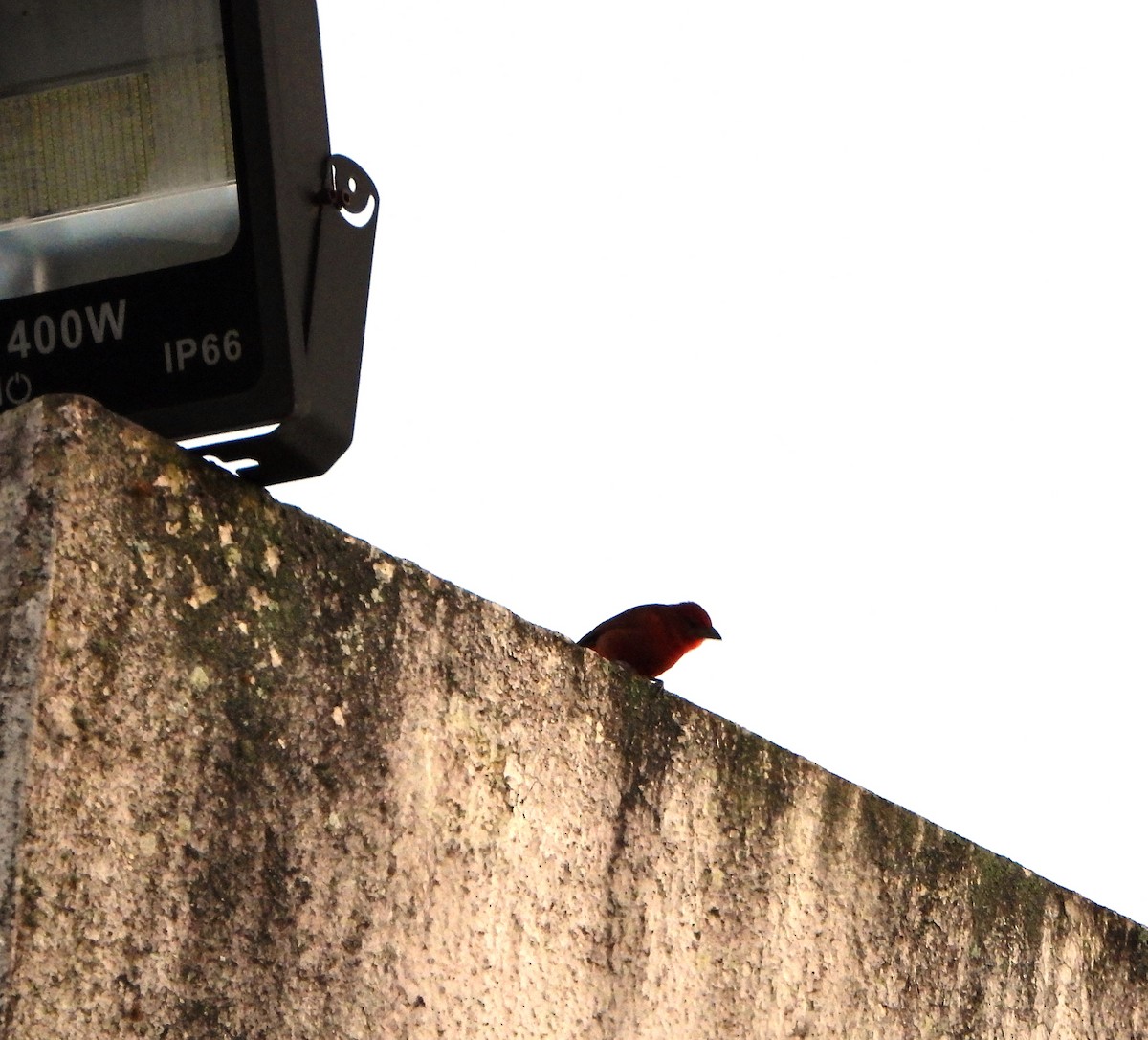 Hepatic Tanager - ML642556325