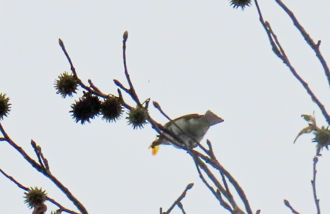 new world flycatcher sp. - ML642556353
