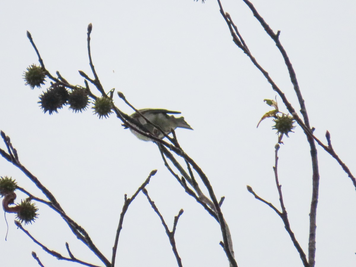 new world flycatcher sp. - ML642556354