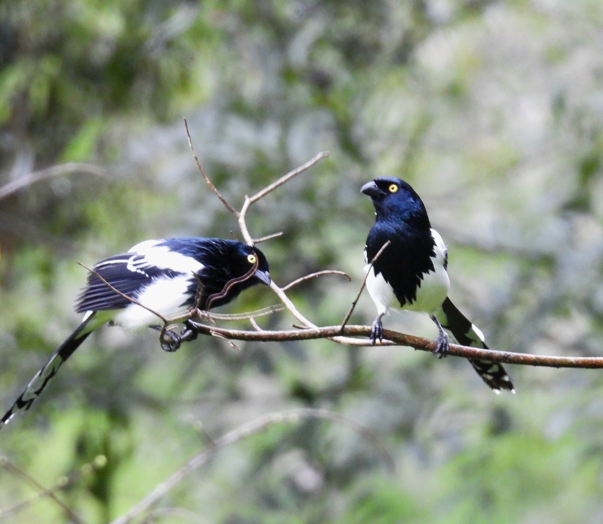 Magpie Tanager - ML642556414