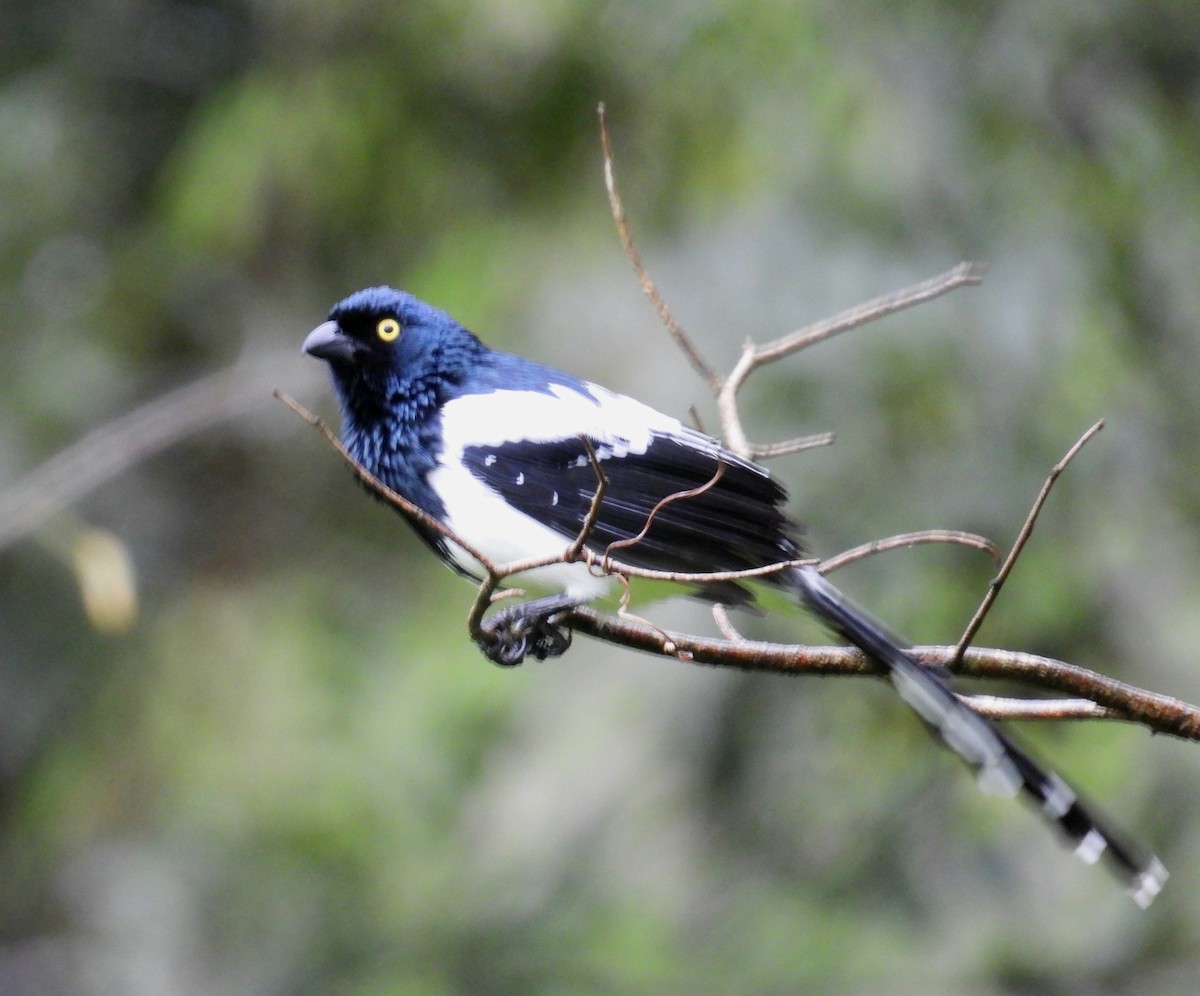 Magpie Tanager - ML642556415
