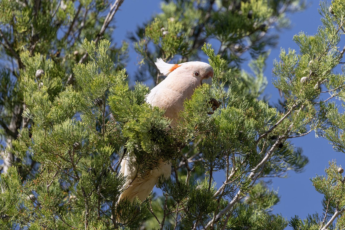 Cacatoès de Leadbeater - ML642556416
