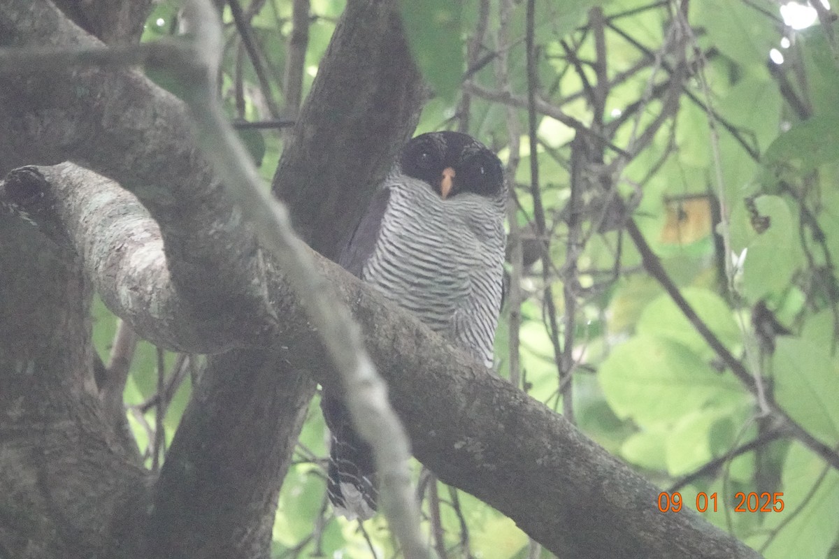 Black-and-white Owl - ML642556446