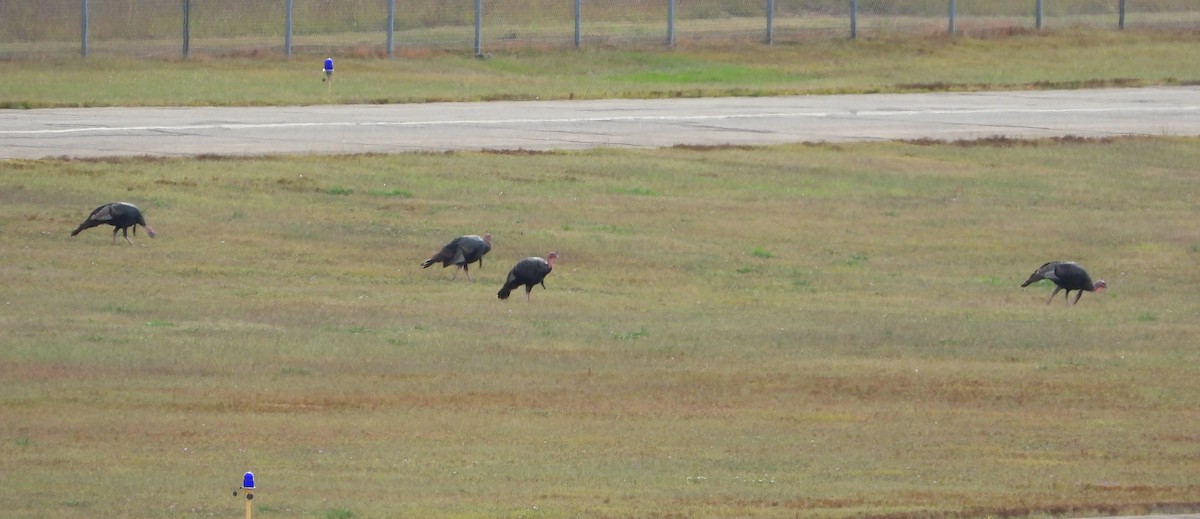 Wild Turkey - ML642556482