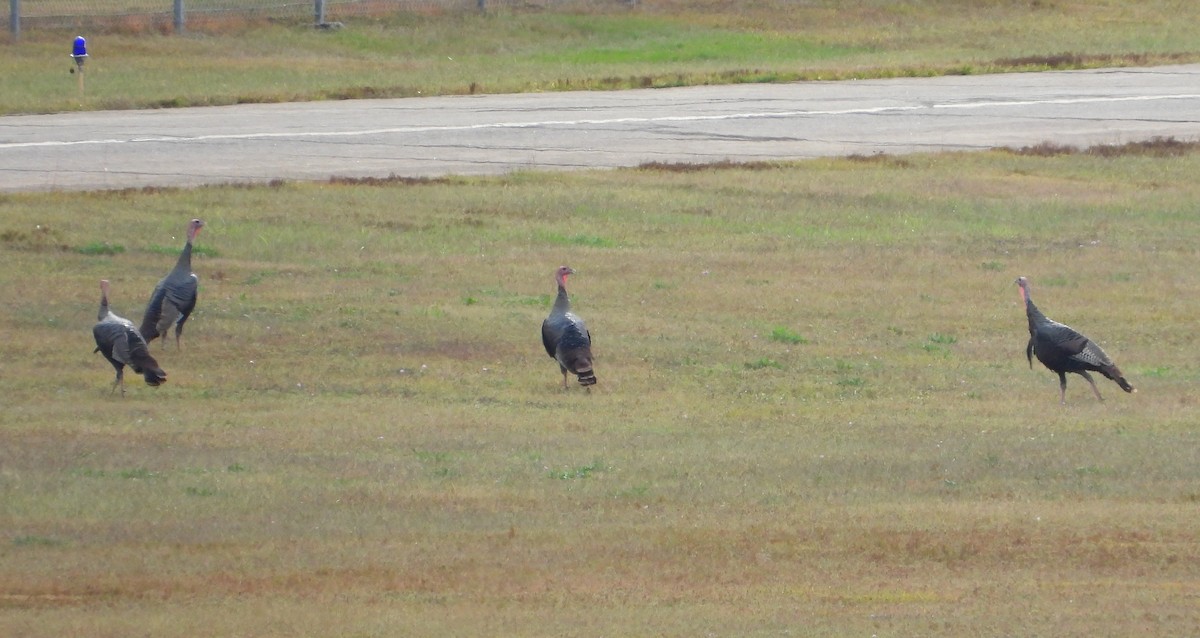 Wild Turkey - ML642556483