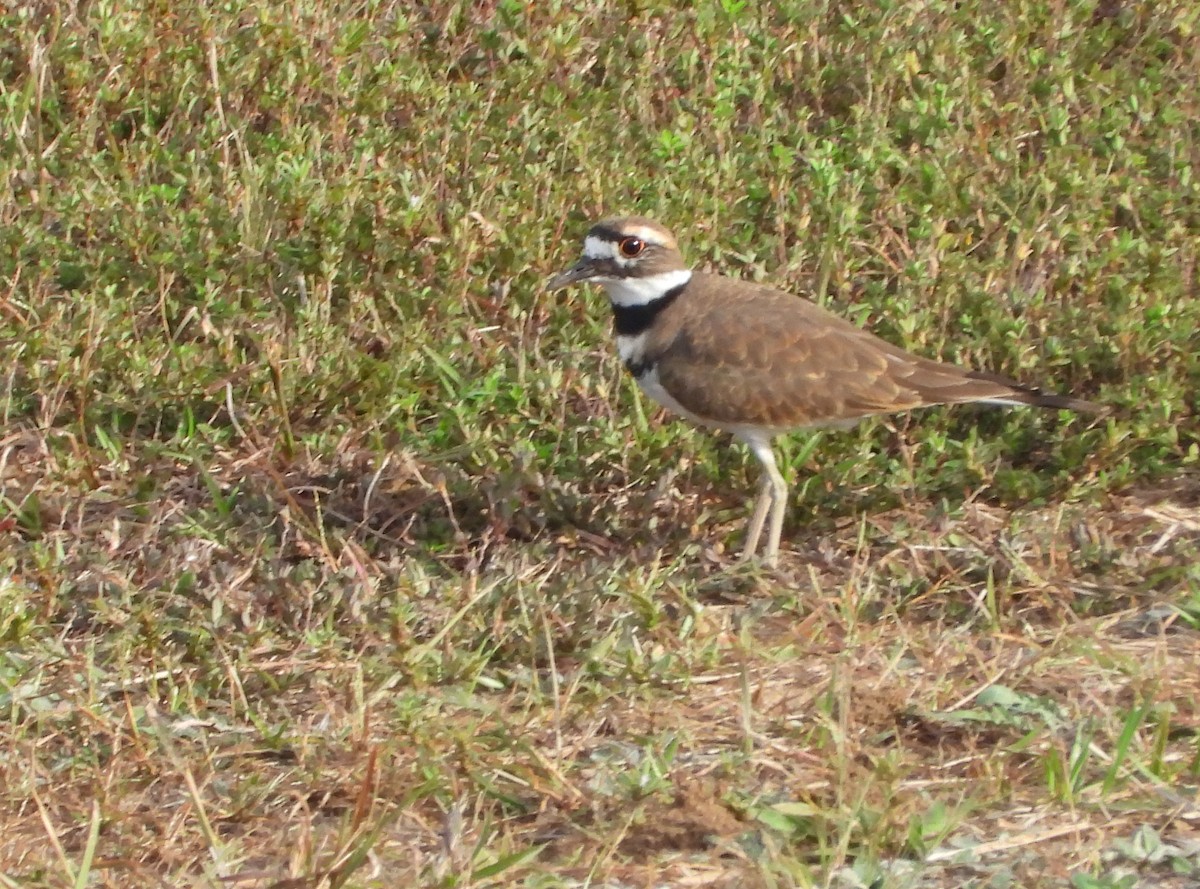 Killdeer - ML642556505