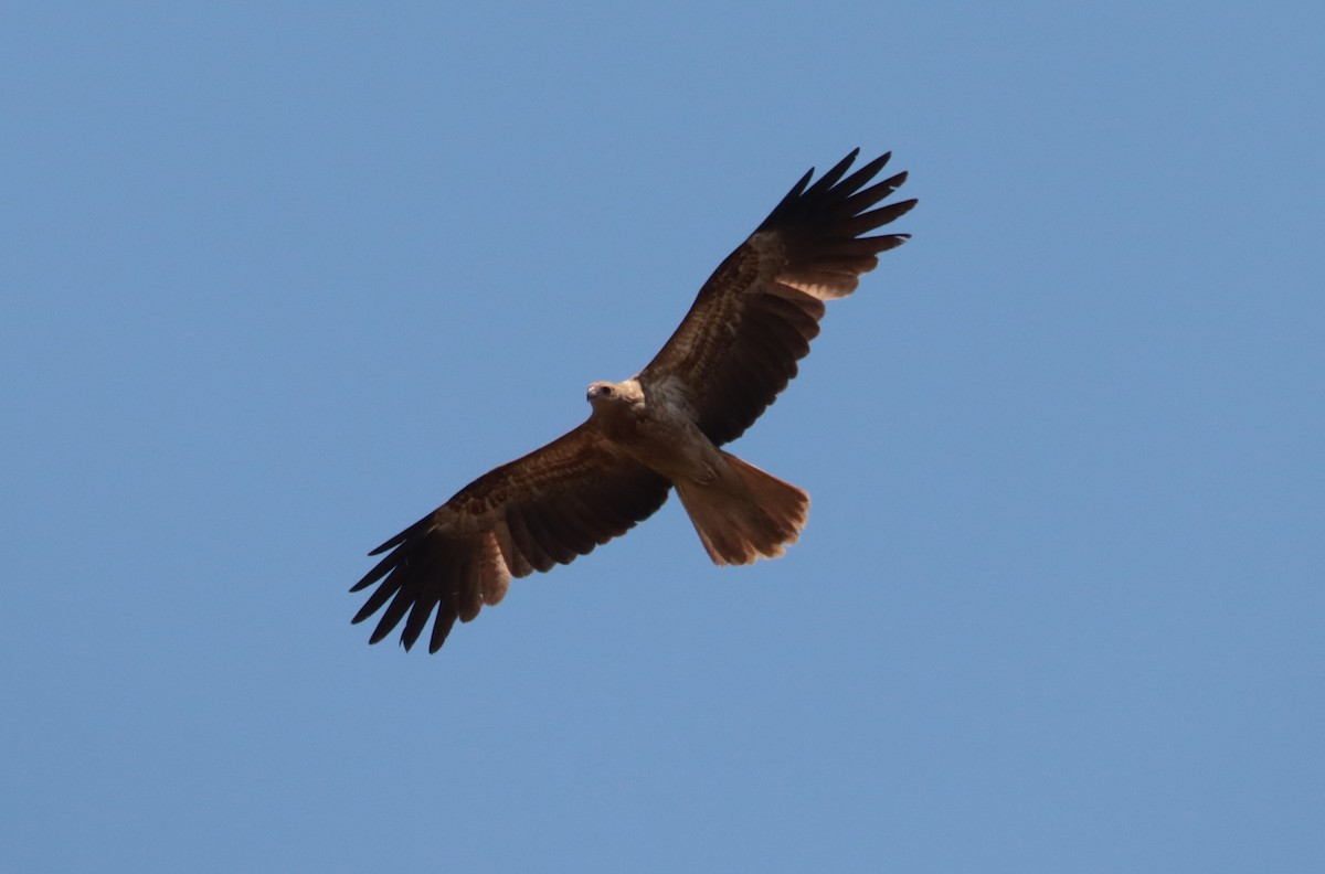 Whistling Kite - ML642556514