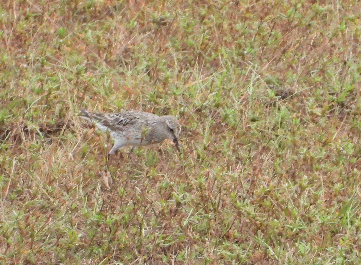 White-rumped Sandpiper - ML642556537