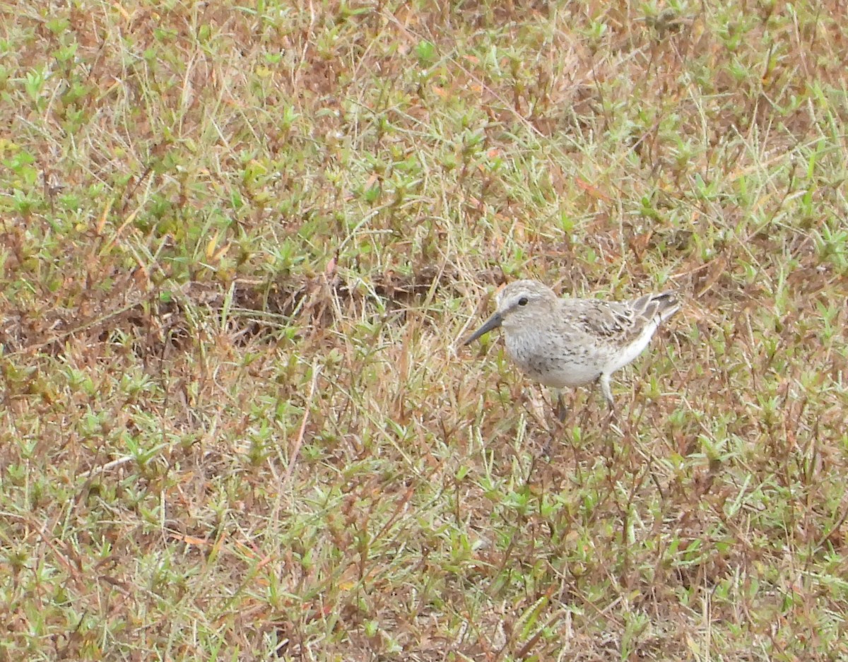 White-rumped Sandpiper - ML642556538
