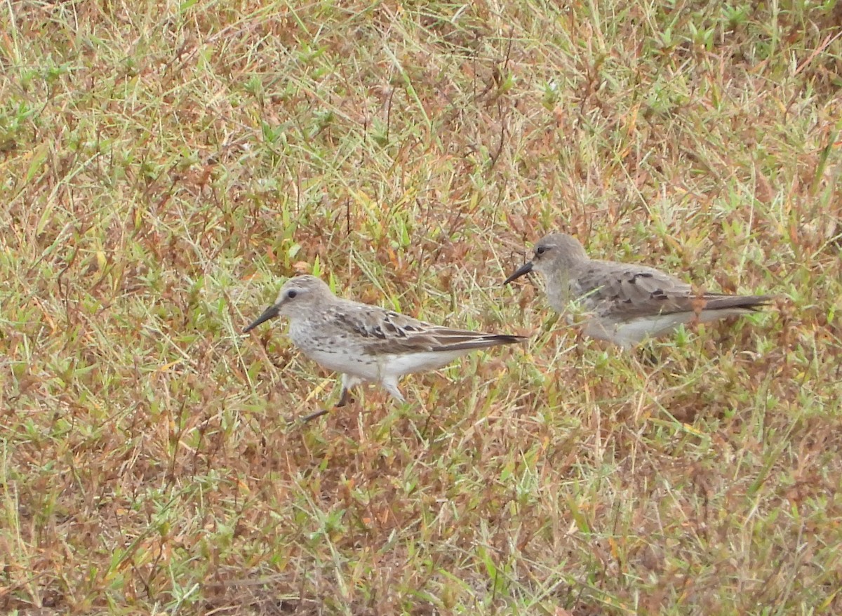 White-rumped Sandpiper - ML642556539