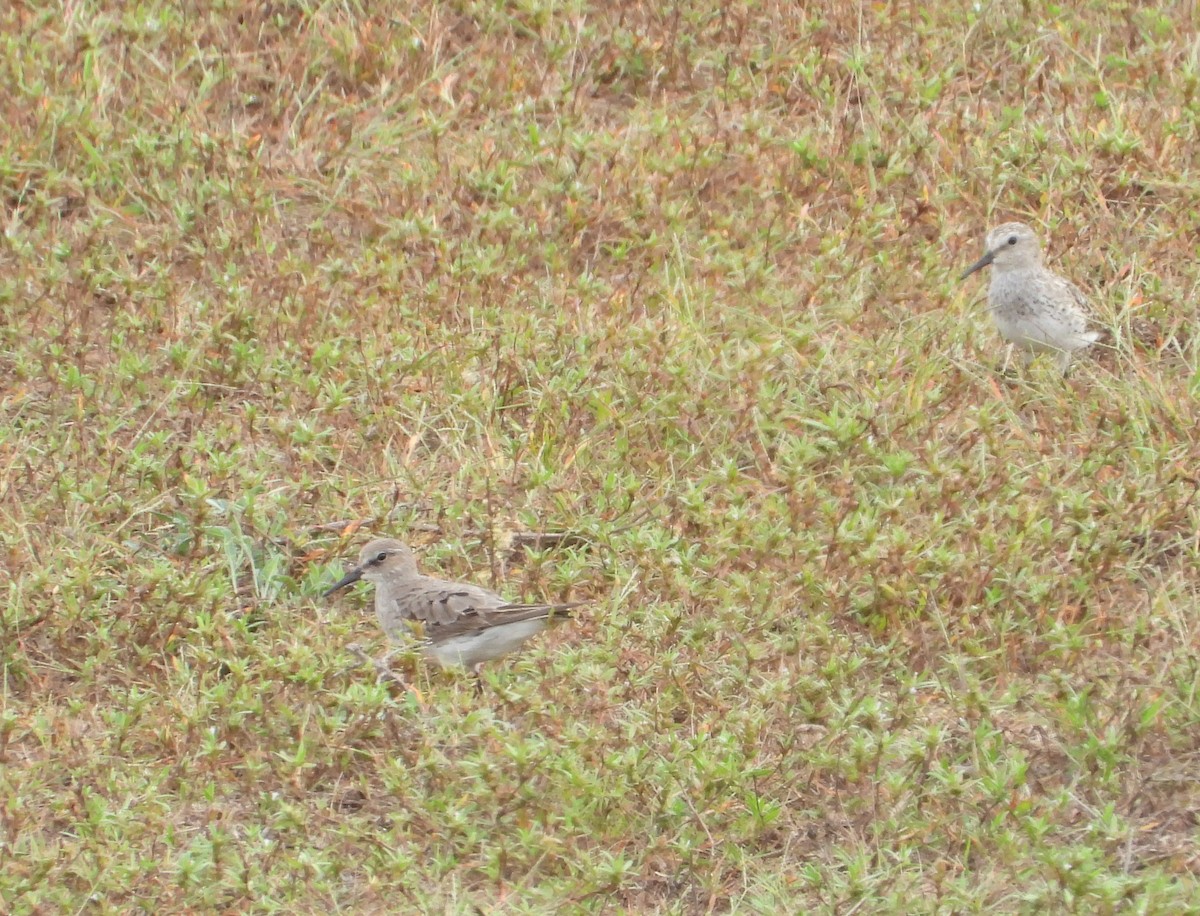 White-rumped Sandpiper - ML642556542