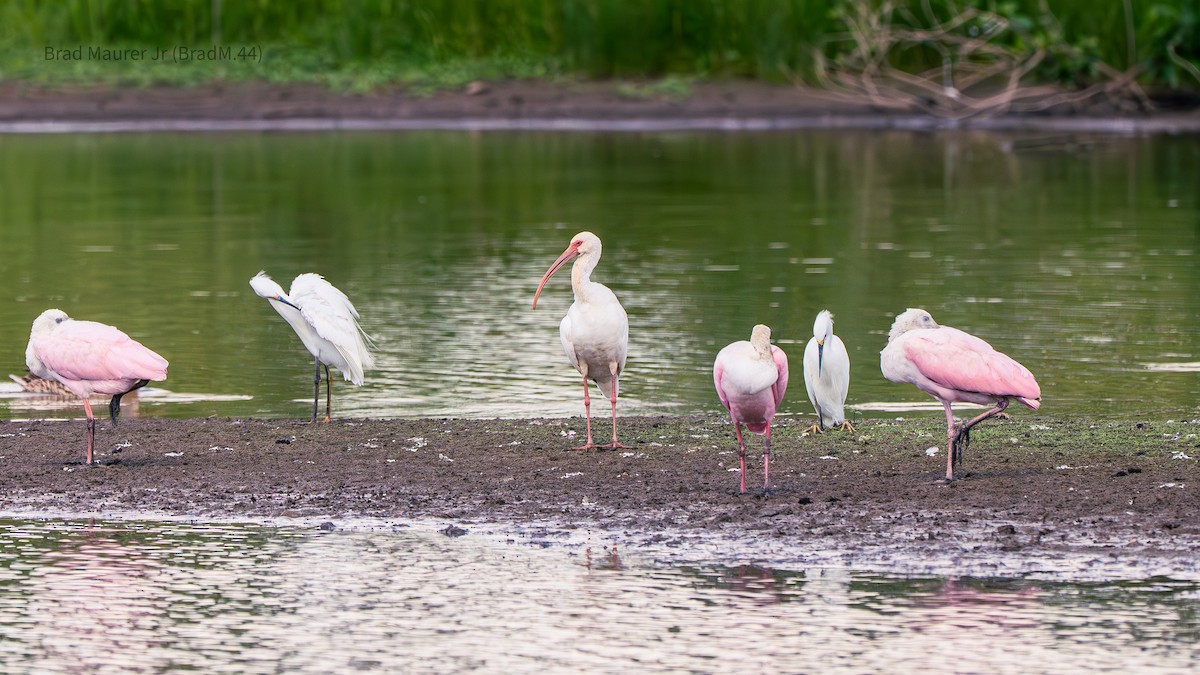 White Ibis - ML642556547