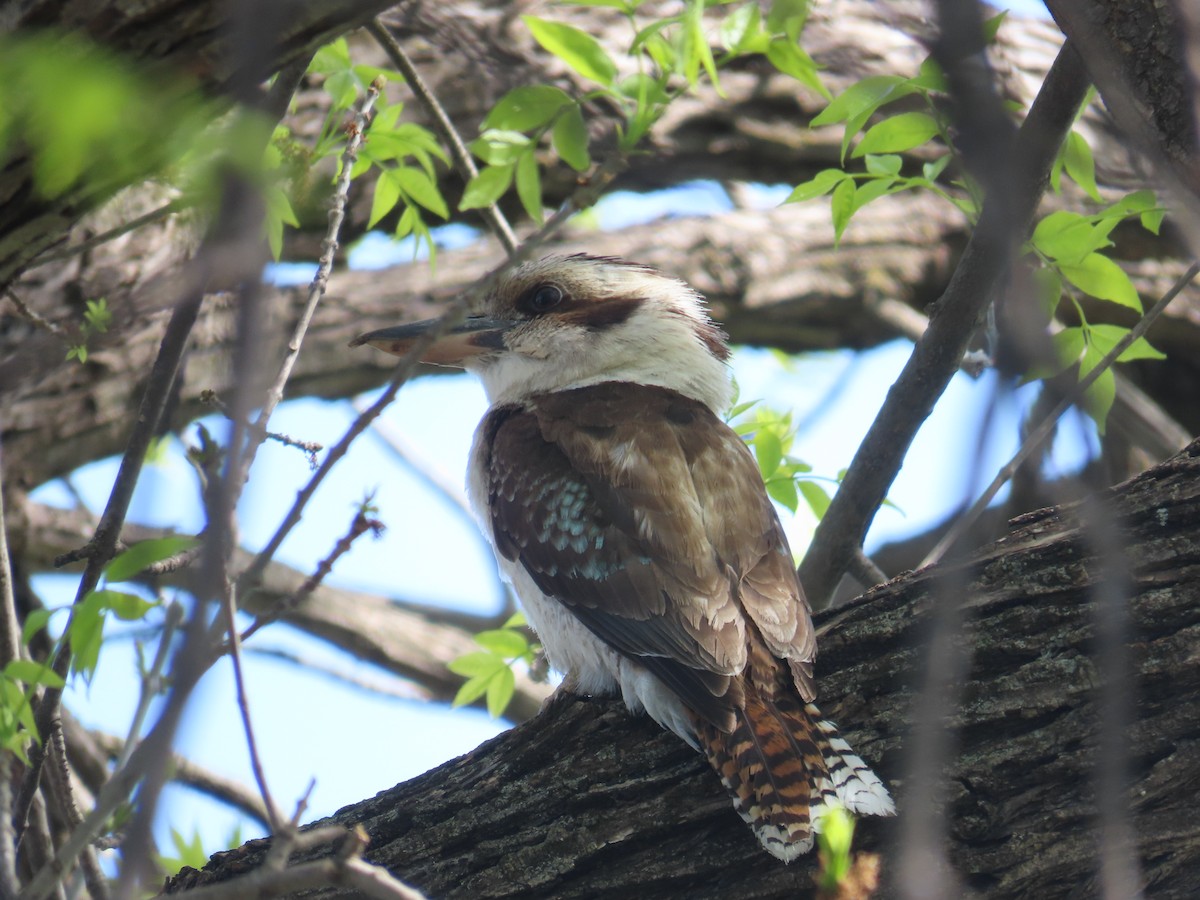 Laughing Kookaburra - ML642556558